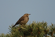 Tree pipit